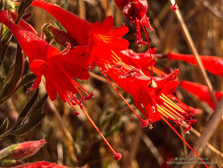 California fuchsia in Upper Las Virgenes Canyon Open Space Preserve