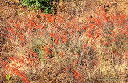 California fuchsia along Bulldog Mtwy fire road in Malibu Creek State Park.