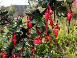 Fuchsia-flowered gooseberry along the Backbone Trail