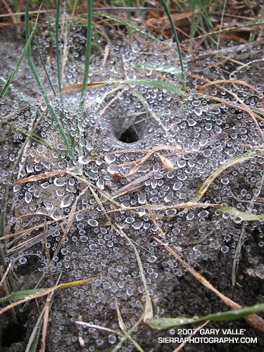 Droplets of rain on the funnel shaped web of the western grass spider, Agelenopsis aperta.