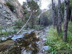 Arroyo Seco below Royal Gorge at Gabrielino Trail crossing.