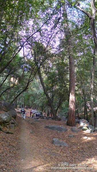 Great running on the Gabrielino Trail near Spruce Grove Camp in Big Santa Anita Canyon.