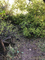 Garapito Trail blocked by fallen oak. (12-26-2021)