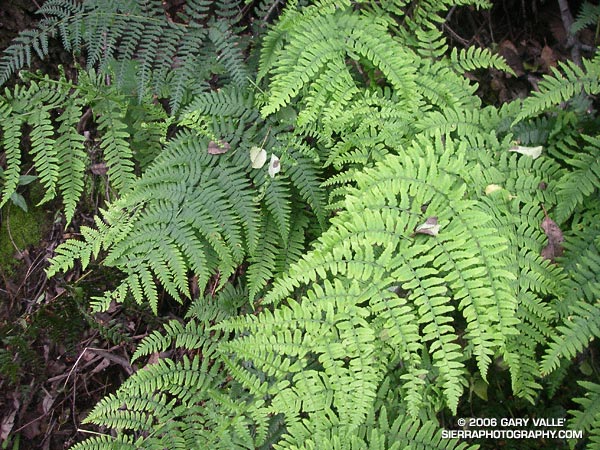 Ferns along the Garapito Trail, Topanga State Park.