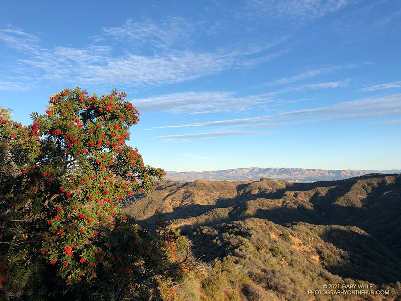 Red -orange berries of toyon along the Garapito Trail