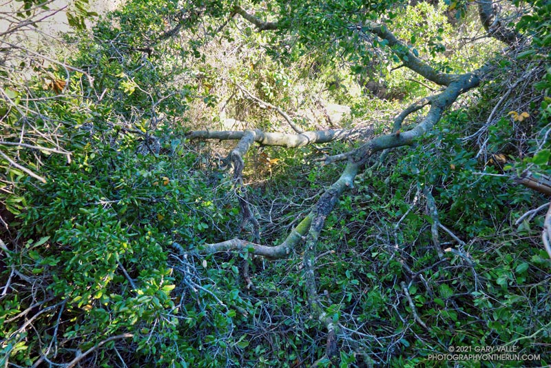 Limbs of the top of a large oak that fell across the Garapito Trail. January 4, 2022.