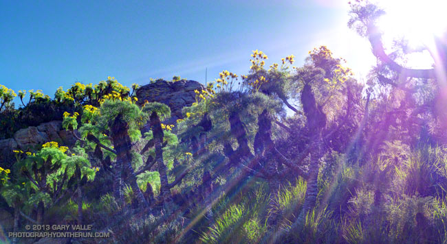 Giant Coreopsis Along the La Jolla Canyon Trail