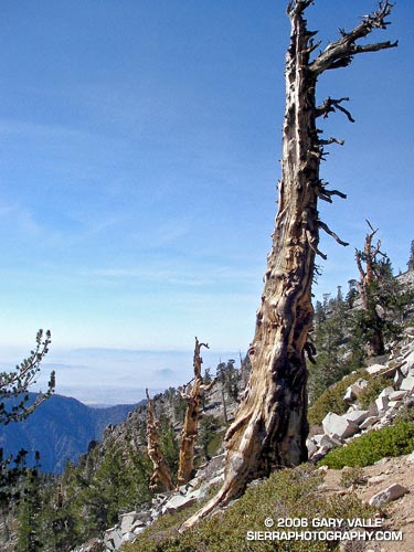 Gnarled lodgepole or limber pines on slopes below East San Bernardino Peak.