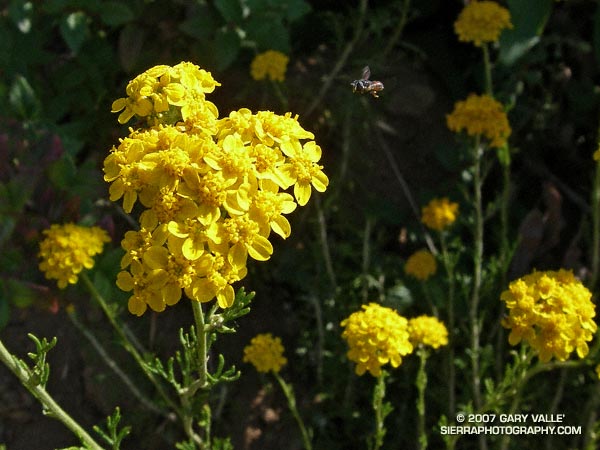 Perfectly sized to work the minute central disk flowers of golden yarrow, a tiny insect -- perhaps a species of bee fly -- hovers a few millimeters from the plant.