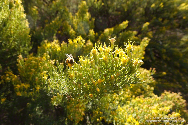 Bee on Palmer's goldenbush in Upper Las Virgenes Canyon Open Space Preserve (Ahmanson Ranch)