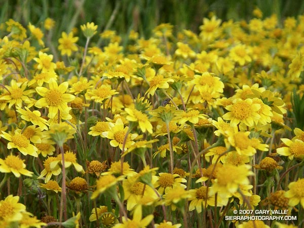 Goldfields (Lasthenia spp.) on Lasky Mesa in Upper Las Virgenes Canyon Open Space Preserve.