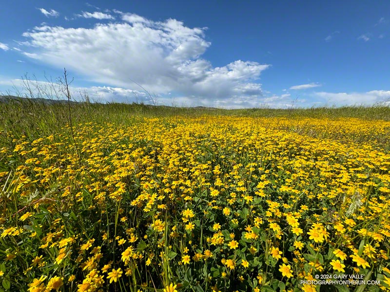 Goldfields blooming on Lasky Mesa - March 2024