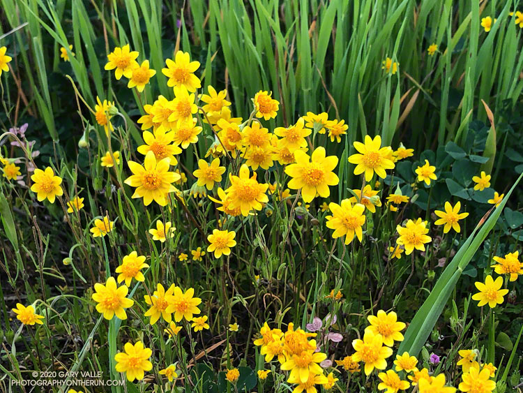 Goldfields blooming on Lasky Mesa, March 7, 2020