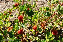 Gooseberries along the Manzanita Trail.