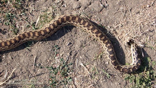 Gopher snake (apparently) stuck in the one inch diameter entrance to a small burrow on Upper Las Virgenes Canyon Trail.