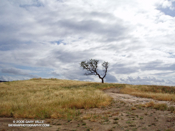 Oak, grass, and clouds in Simi Valley, California.