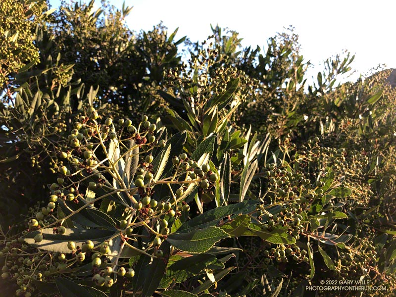 These green Toyon berries should be turning orange-red by Thanksgiving. Photo taken August 7, 2022.