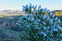 Greenbark Ceanothus along the Old Boney Trail