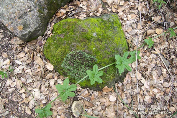 Study of moss, lichen, and wild cucumber vine.