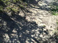 Hard to see rattlesnake on the PCT a few miles west of Bouquet Canyon.