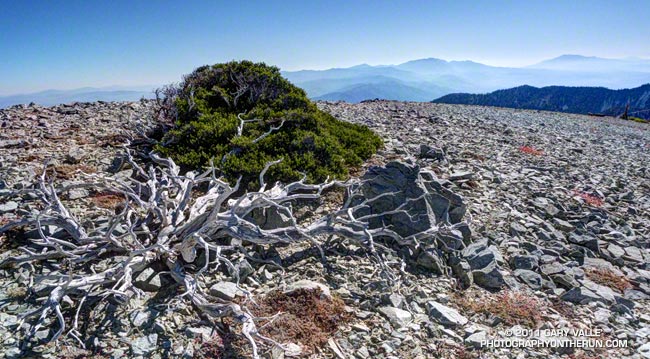 Curl leaf mountain mahogany (Cercocarpus ledifolius var. intermontanus) on Mt. Harwood