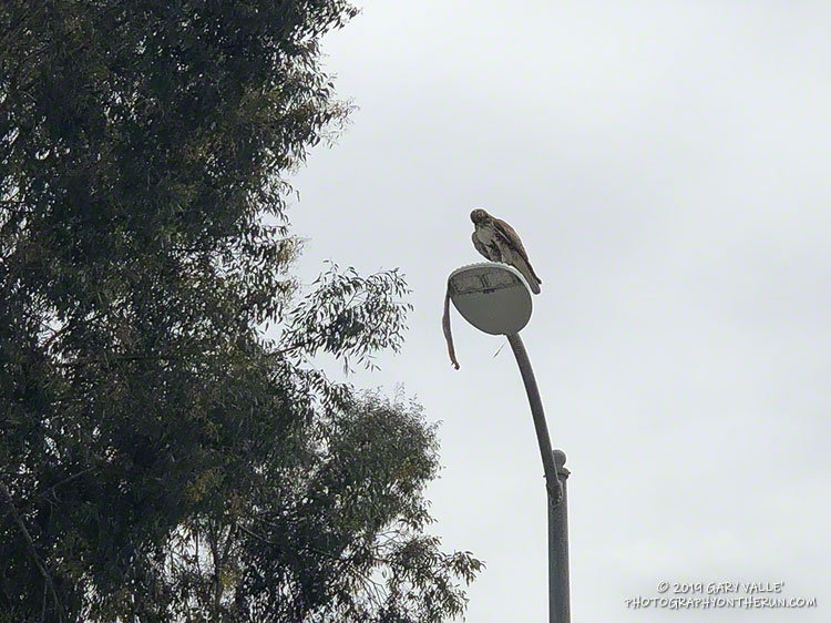 Red-tailed hawk with gopher snake at Upper Las Virgenes Canyon Open Space Preserve (aka Ahmanson Ranch).