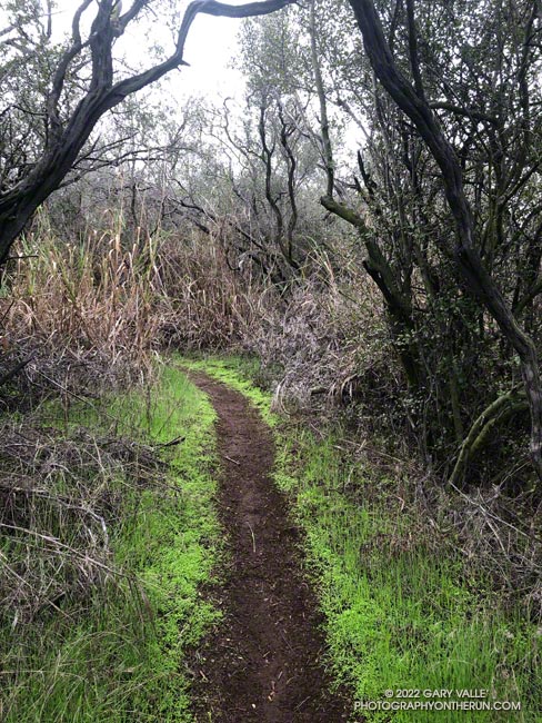 A typical section of the High Point use trail, north of High Point (Goat Peak).