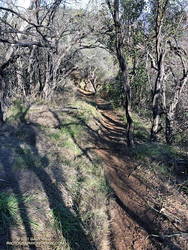 Chaparral on the High Point Trail.