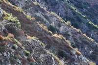 Hikers on the Strawberry Peak Trail on the flank of Lawlor Peak.