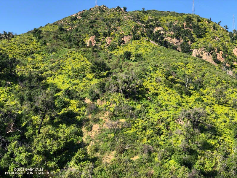 Canyon sunflowers covering a hillside in Malibu Creek State Park that was burned in the 2018 Woolsey Fire