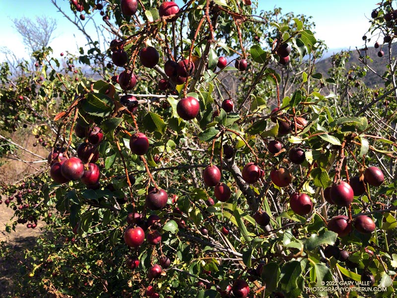There was a bumper crop of holly-leaved cherries along the Chamberlain segment of the Backbone Trail. Despite appearances, the fruit is thin-pulped abd the pit large. The unripe fruit, pit, and other parts of the plant contain a chemical that converts to cyanide when ingested. Photo taken August 7, 2022.