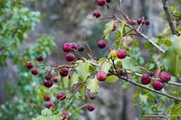 Holly-leaved cherry, a favorite of coyotes and black bears in Southern California.