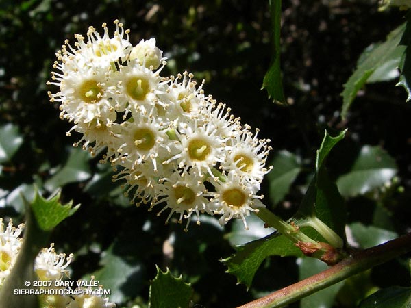 The feathery blossoms of the holly-leaved cherry (Prunus ilicifolia) reveal a peculiar flower whose many stamens resemble the tentacles of a sea anemone.