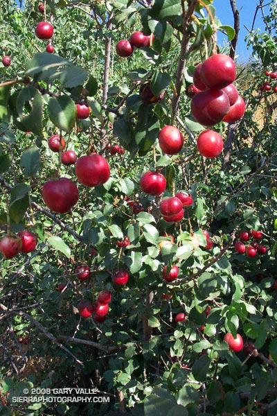 Hollyleaf cherry (Prunus ilicifolia) on the Chumash Trail