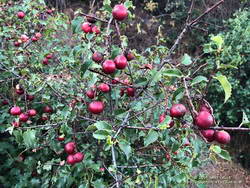 Eating Hollyleaf Redberry