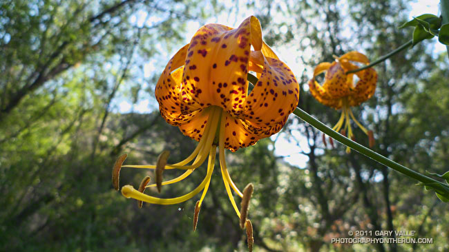 Humboldt lily in Upper Las Virgenes Canyon