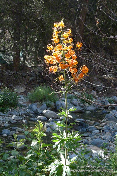Spectacular cluster of about 40 flowers on a Humboldt lily along the Gabrielino Trail. July 16, 2011.