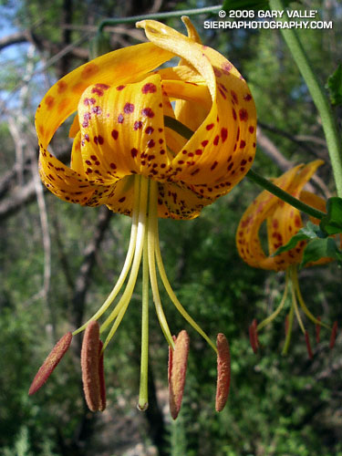 Humboldt Lily (Lilium humboldtii ssp. ocellatum) in Upper Las Virgenes Canyon Open Space Preserve.