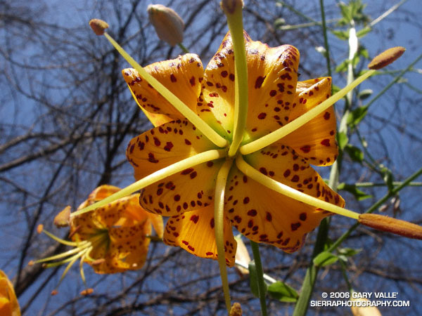 Humboldt Lily.