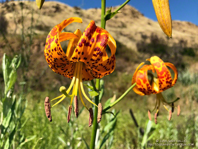 Humboldt Lilies in Upper Las Virgenes Canyon Open Space Preserve (Ahmanson Ranch) on June 19, 2019.
