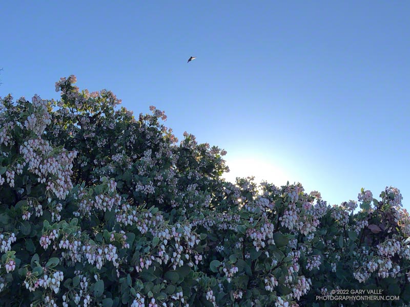 Bigberry Manzanita - A Hummingbird Hotel