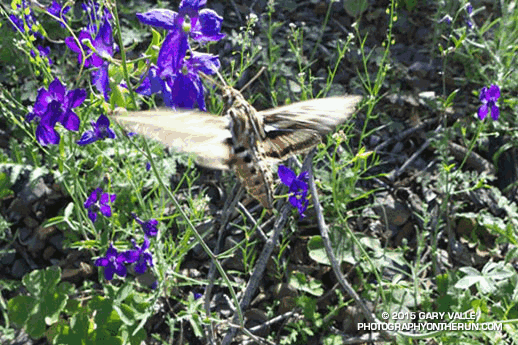 Animated sequence of images of a hummingbird moth -- a white-lined sphinx (Hyles lineata) -- feeding on spreading larkspur (Delphinium patens ssp. hepaticoideum) along the Upper Sycamore Trail in Pt. Mugu State Park.