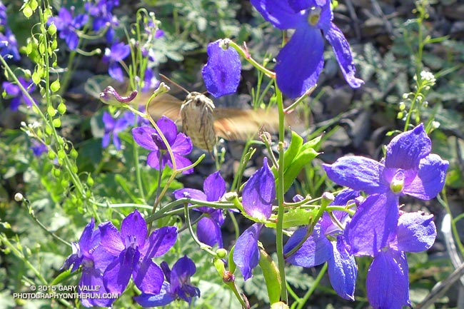 A hummingbird moth -- a white-lined sphinx (Hyles lineata) -- feeding on spreading larkspur (Delphinium patens ssp. hepaticoideum) along the Upper Sycamore Trail in Pt. Mugu State Park. Note the moth's long probiscus inserted into the flower.