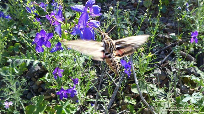 hummingbird moth feeding on spreading larkspur