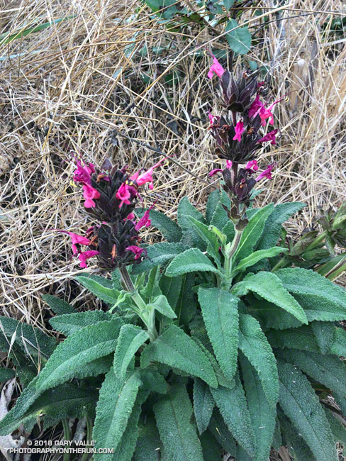 Hummingbird sage (Salvia spathacea) along the Backbone Trail east of Kanan Dume Road, in Newton Canyon. The bloom was unusual because there had been very little rain since July 1. January 6, 2018.