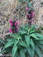 Hummingbird Sage along the Backbone Trail