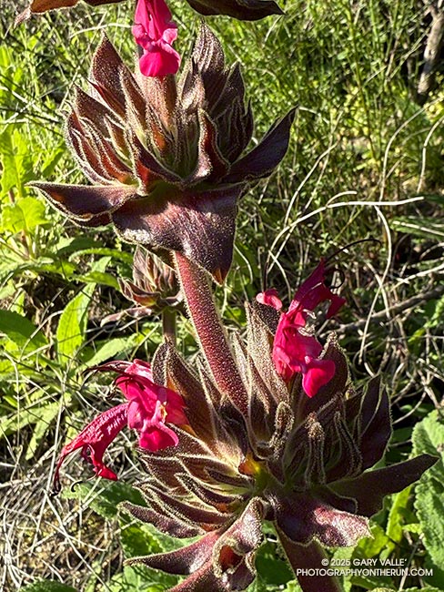 Hummingbird sage (Salvia spathacea) along the Lake Vista Trail in Malibu Creek State Park. April 20, 2025.