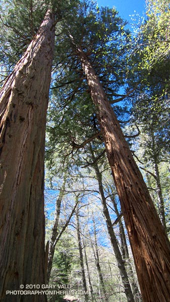 Incense Cedars in Cooper Canyon