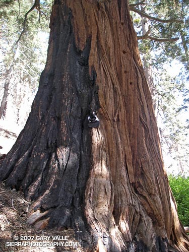 A large incense-cedar (Calocedrus decurrens) near Little Jimmy Spring in the San Gabriel Mountains of Southern California.