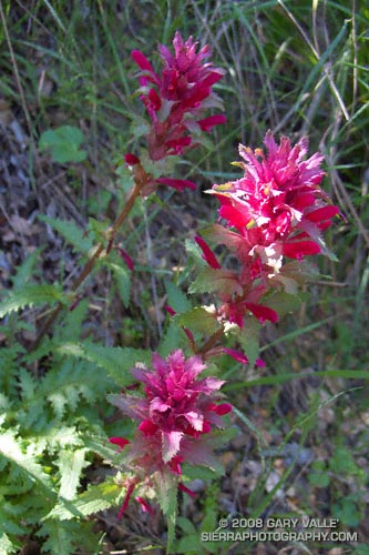 Indian warrior (Pedicularis densiflora) on the Backbone Trail in the Santa Monica Mountains.